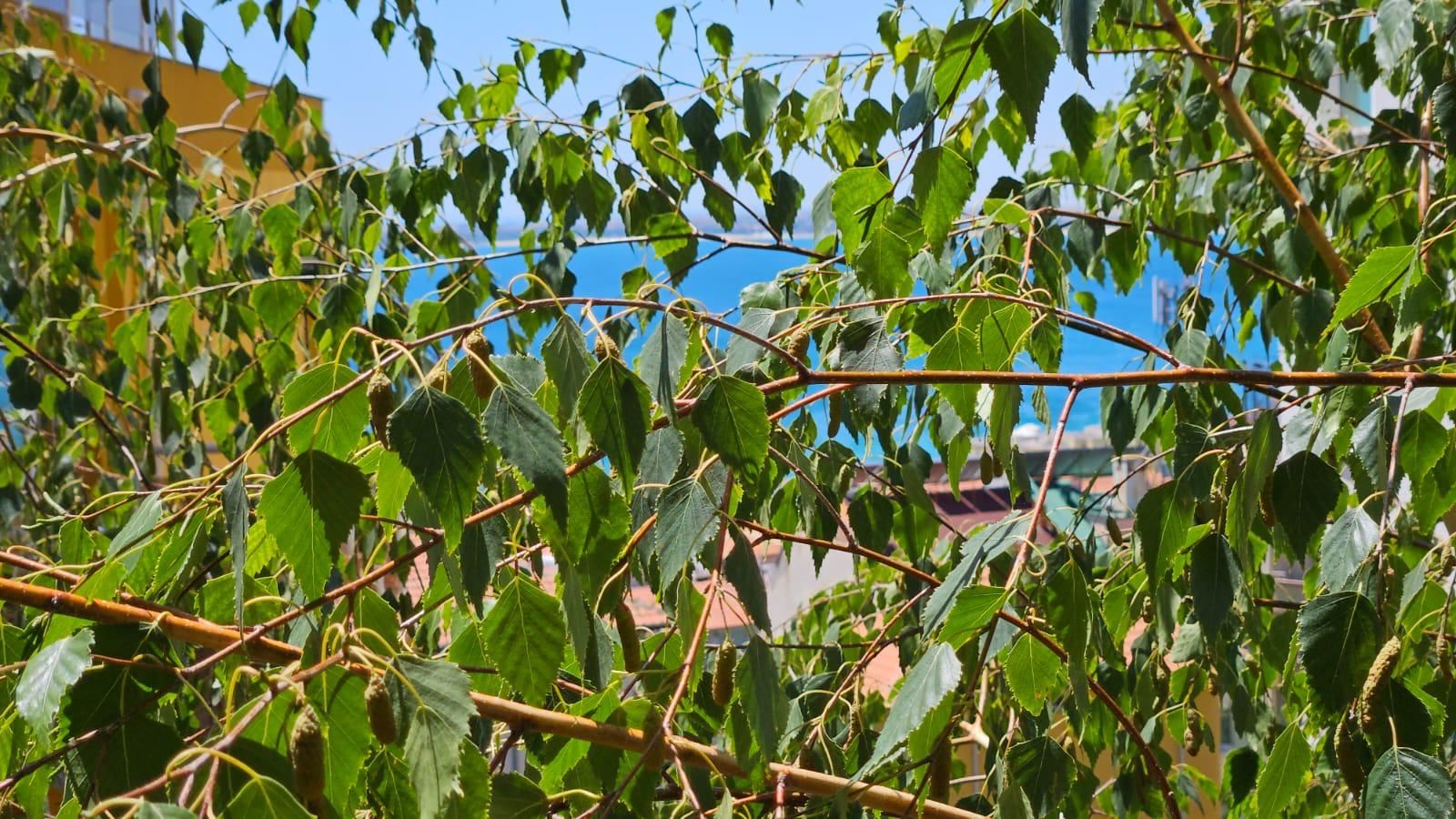 One-bedroom apartment with no maintenance fee in “Rusalka” district, Sveti Vlas – an excellent choice for living and investment