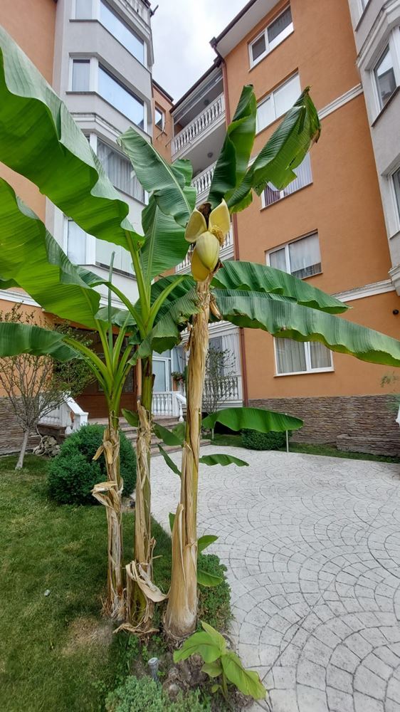 One-bedroom apartment 500 meters from the beach in Sunny Beach – ready to move in